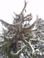 Snow Tree in March